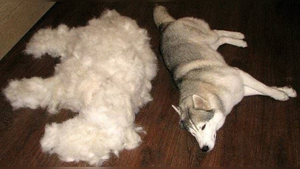 How Many Hairs on a Dog