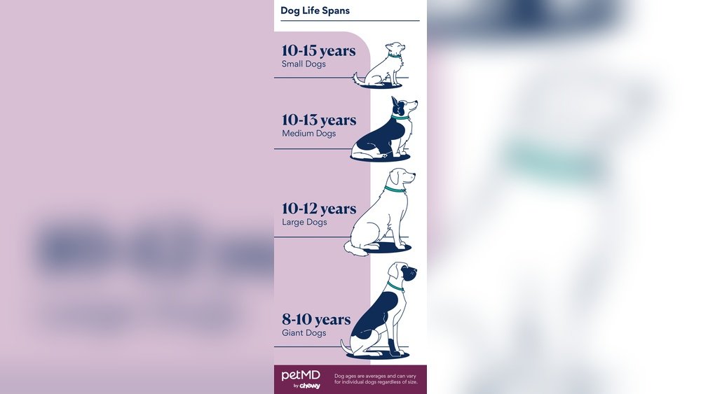 How Many Lives Does a Dog Have