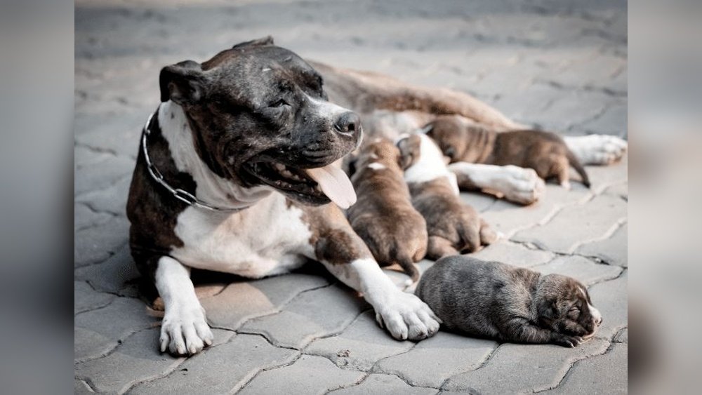 How Many Puppies Can a Pitbull Dog Have