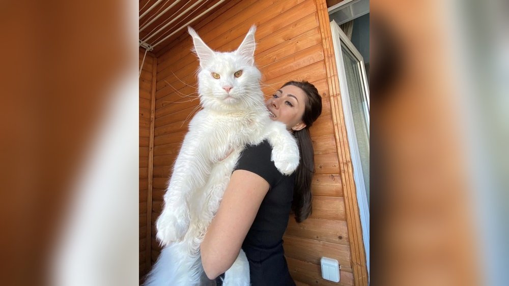 How Much a Maine Coon Cat Cost