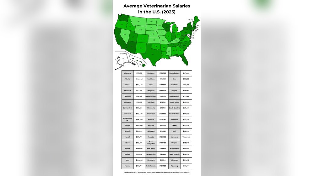 How Much Do Small Animal Vets Make