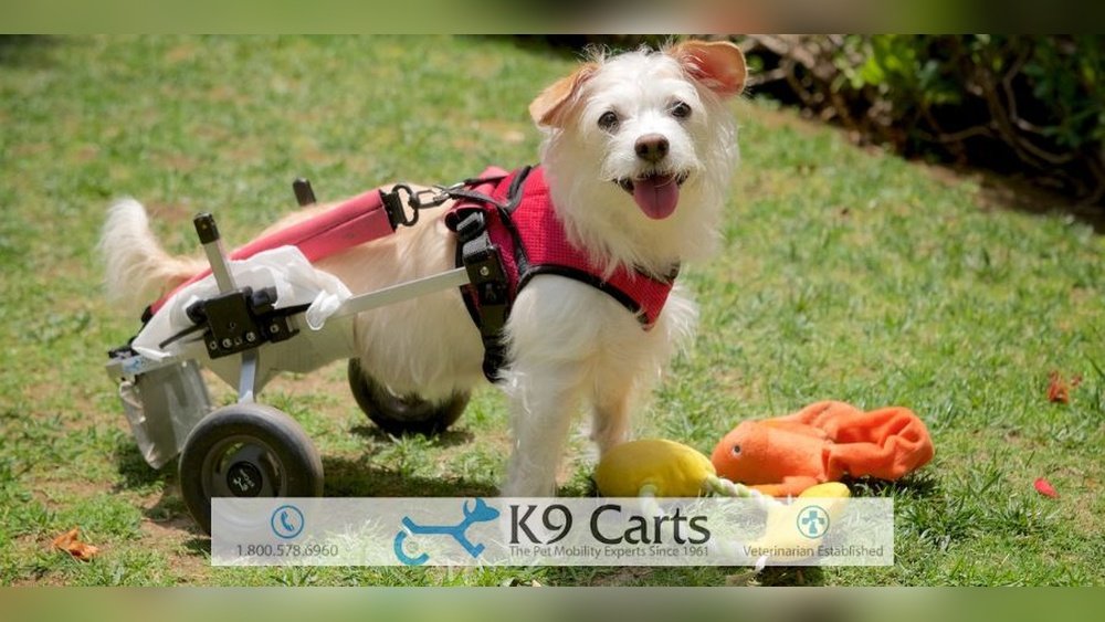 How Much Does a Dog Leg Amputation Cost