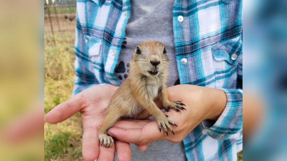 How Much Does a Prairie Dog Cost