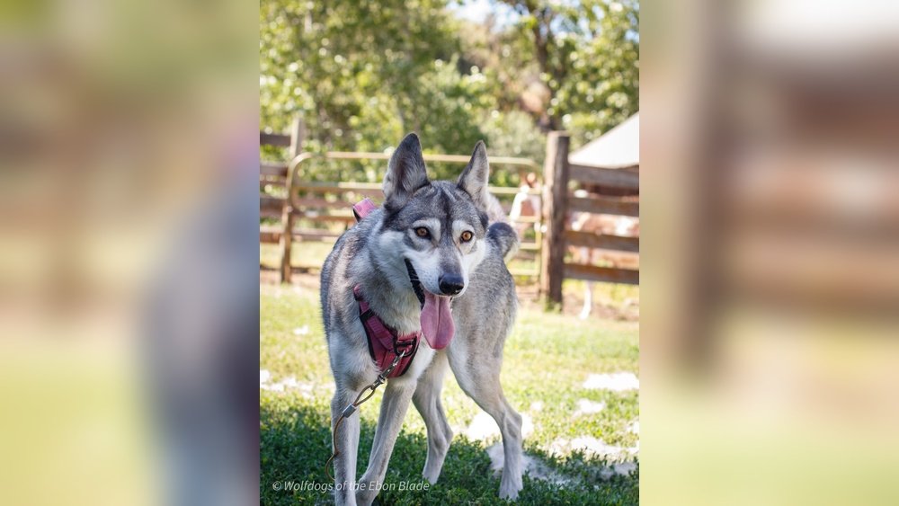 How Much Does a Wolf Dog Cost