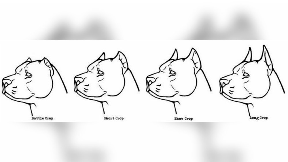 How Much Does Dog Ear Cropping Cost