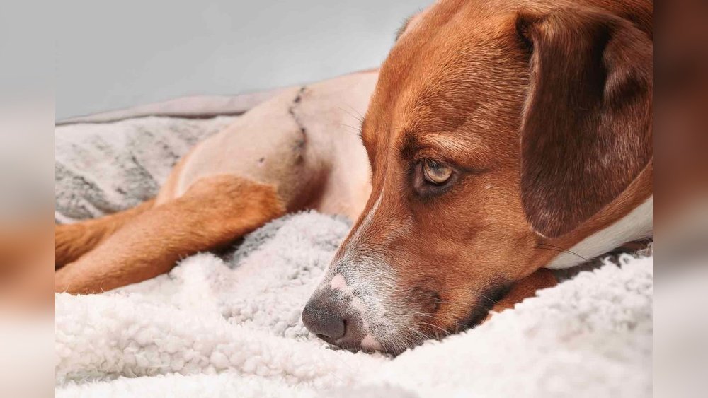 How Much Does It Cost for Dog Stitches