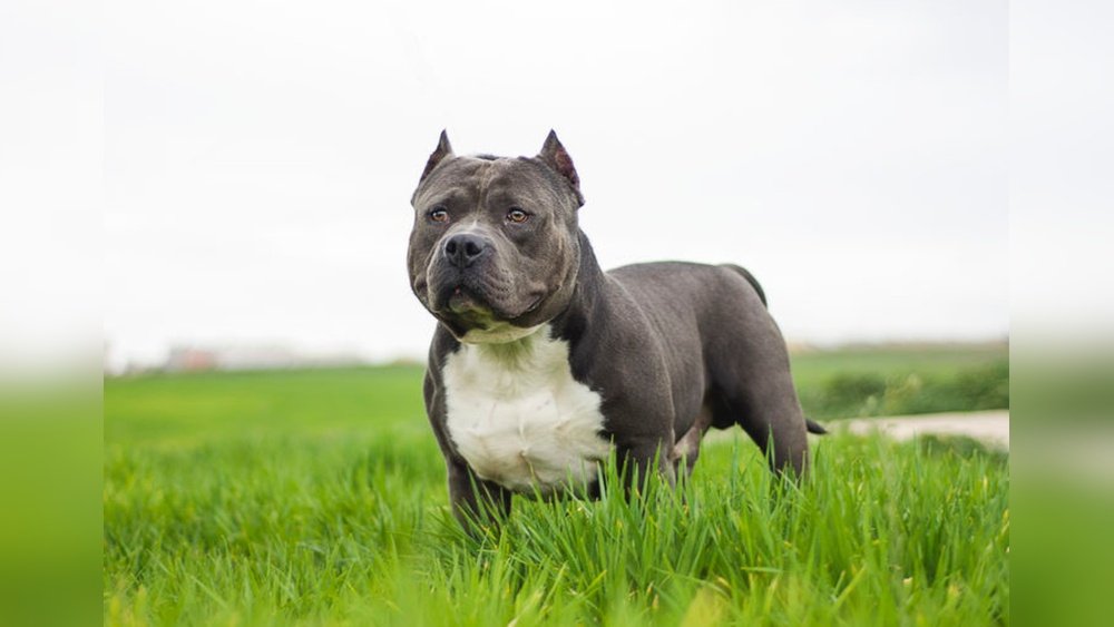 How Much Does It Cost to Clip Dog Ears