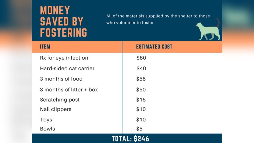 How Much Does It Cost to Foster a Cat