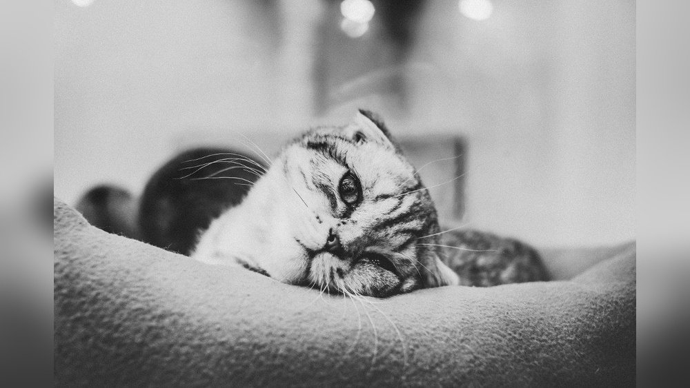 How Much Does It Cost to Put Cat to Sleep