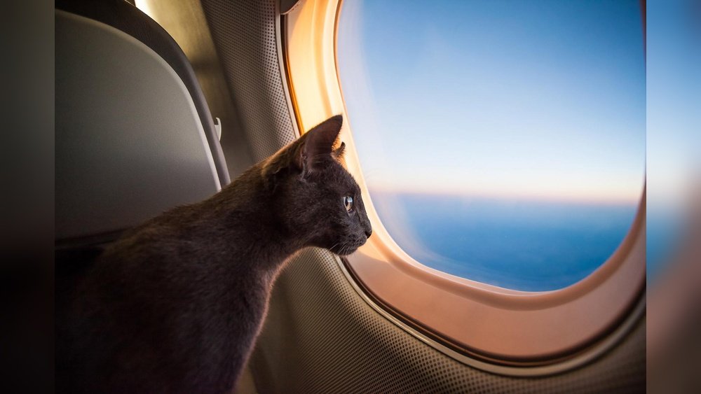 How Much Does It Cost to Ship a Cat