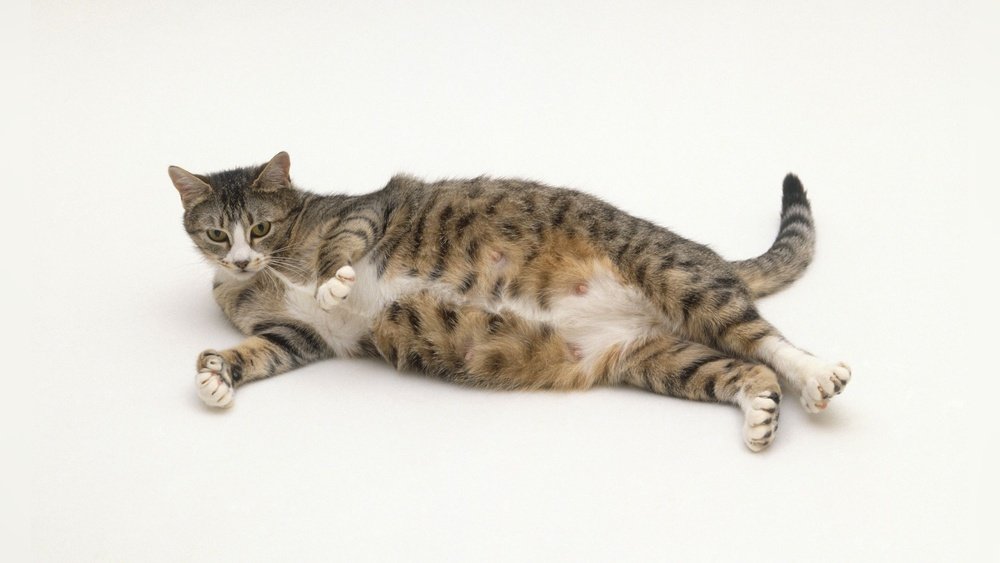 How Much Does It Cost to Spay a Pregnant Cat