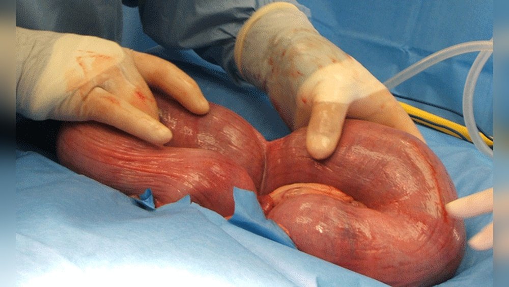 How Much is a C Section for a Dog