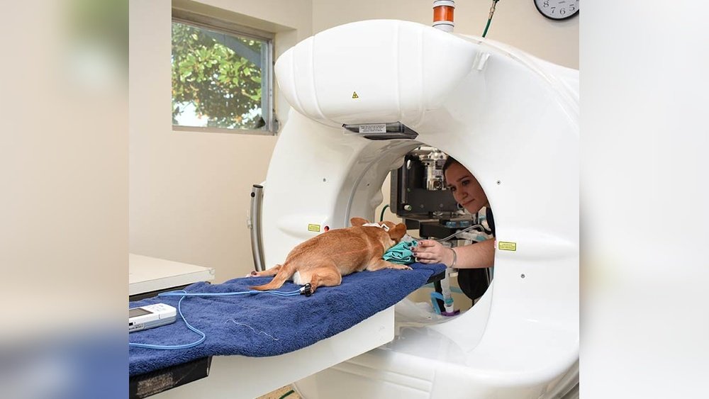 How Much is a Dog Ct Scan