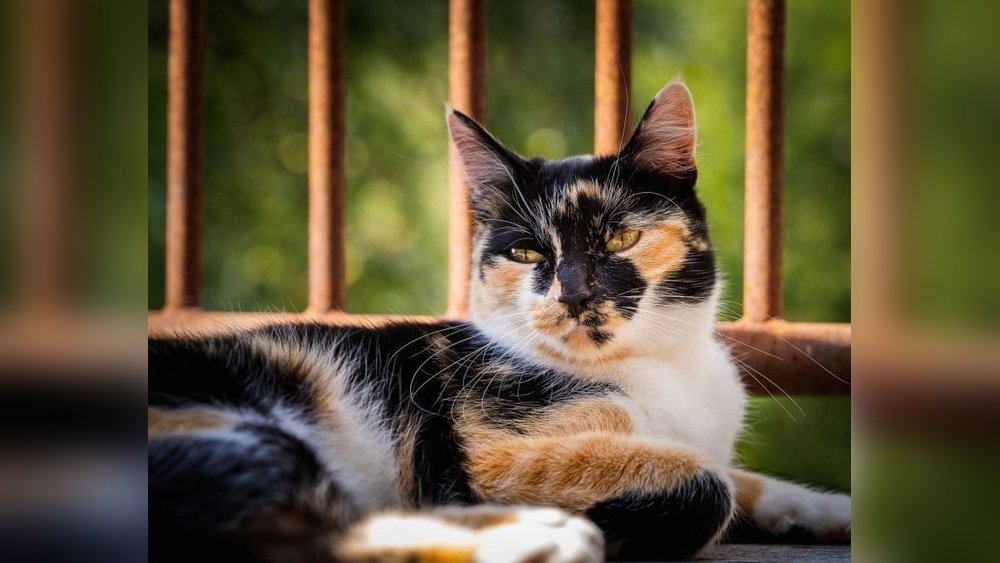 How Much is a Female Calico Cat Worth