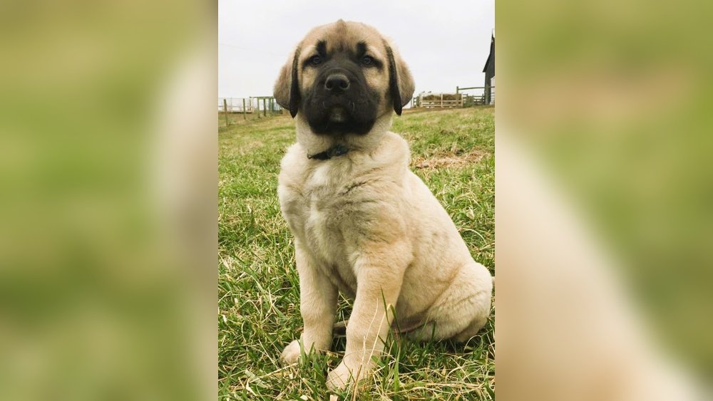 How Much is a Kangal Dog