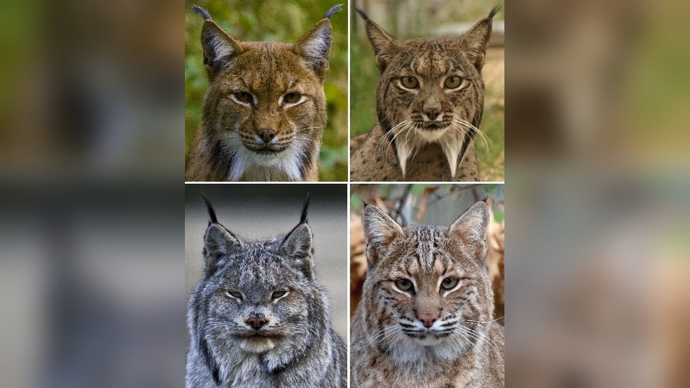How Much is a Lynx Cat