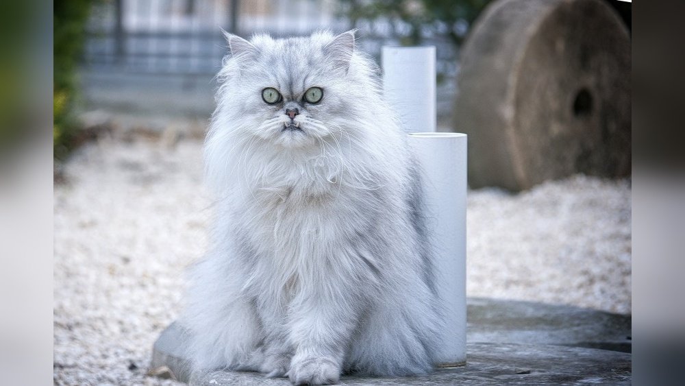 How Much is a Persian Cat