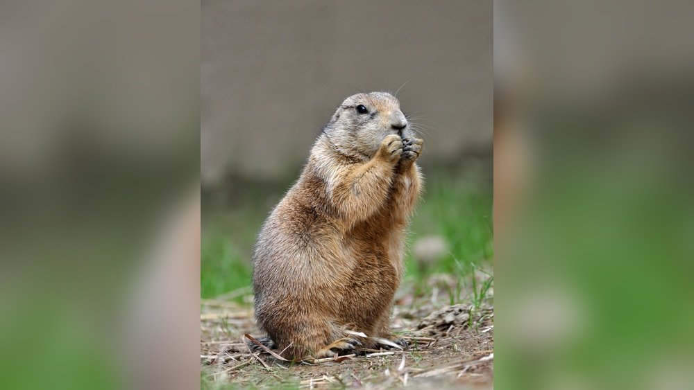 How Much is a Prairie Dog