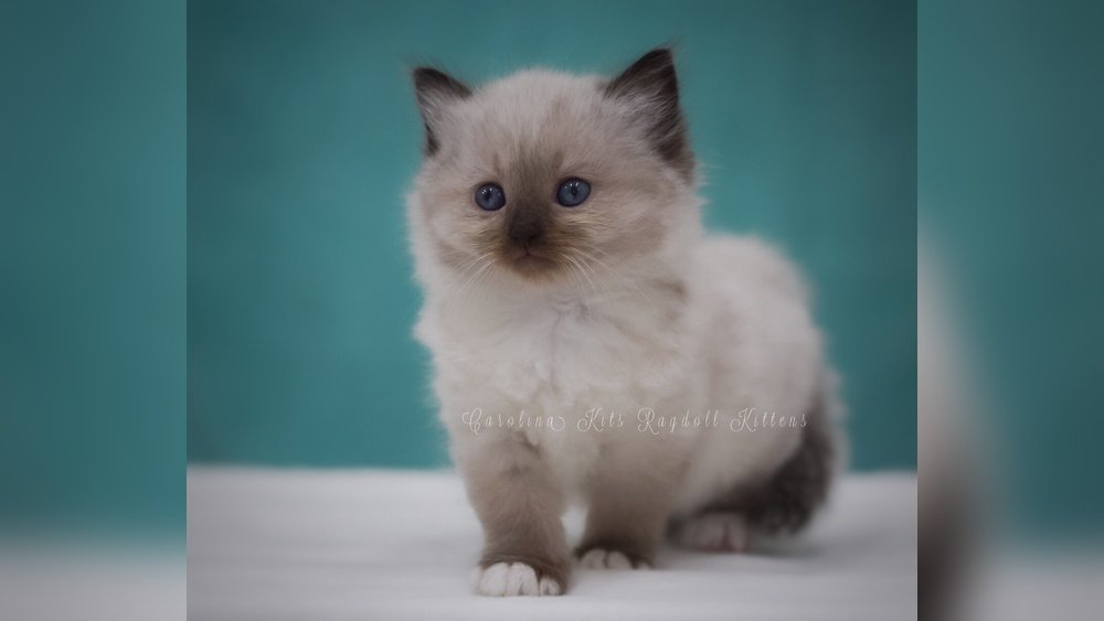 How Much is a Ragdoll Cat Worth