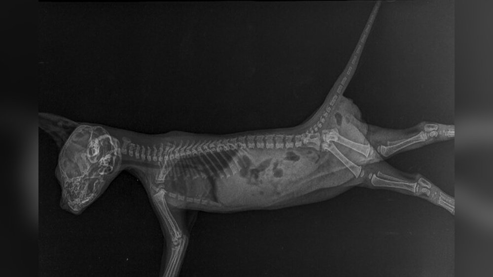 How Much is an Xray for a Cat