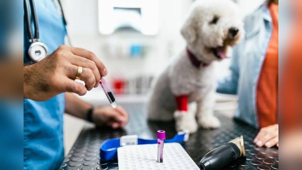 How Much is Blood Work for a Dog