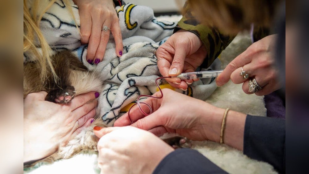 How Much is Cat Blood Work