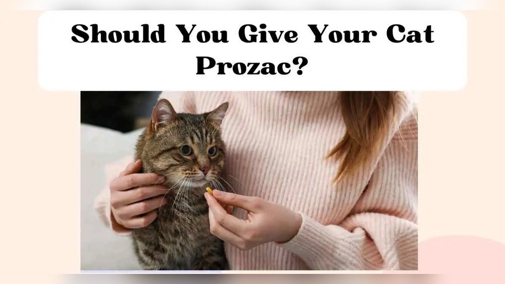 How Much is Cat Prozac