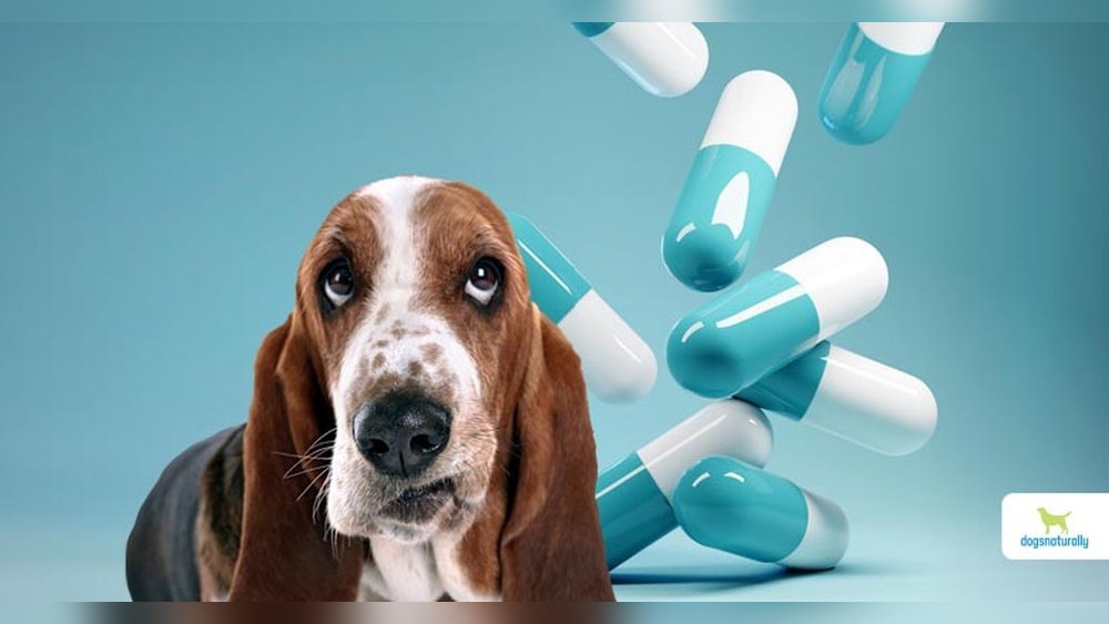 How Much is Dog Antibiotics