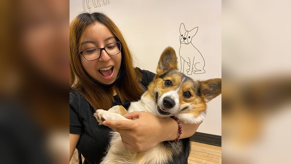 How Much is Dog Sitting in Chicago