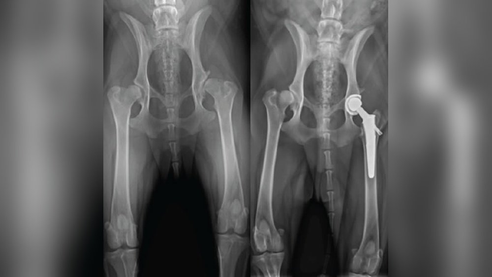 How Much is Hip Surgery on a Dog