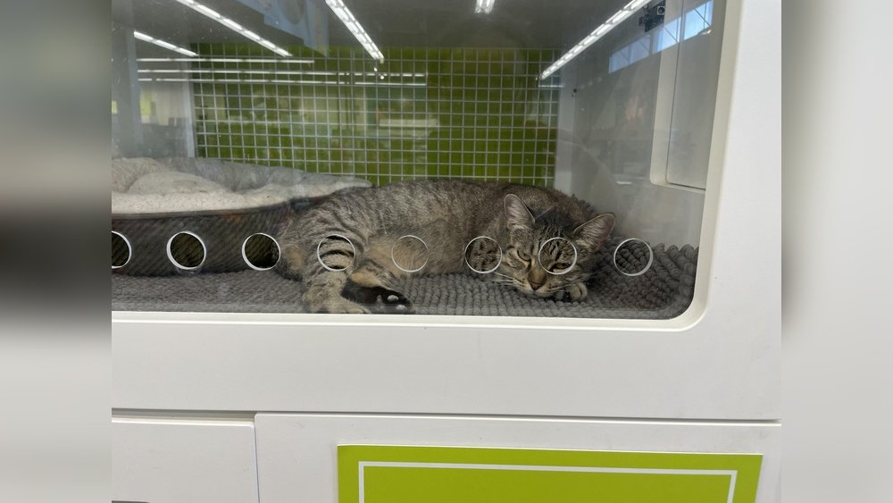 How Much is It to Adopt a Cat at Petco