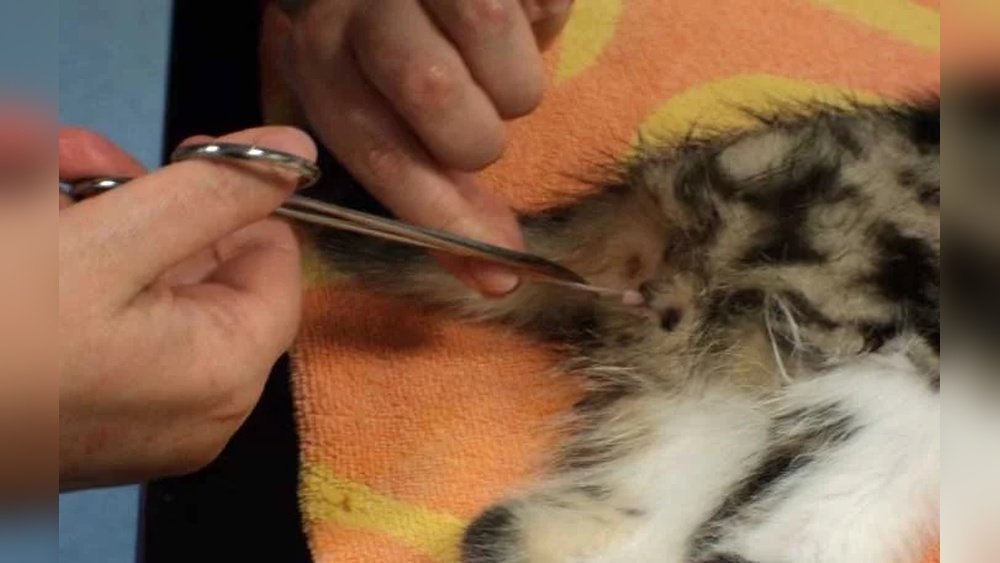 How Much is It to Get a Male Cat Neutered