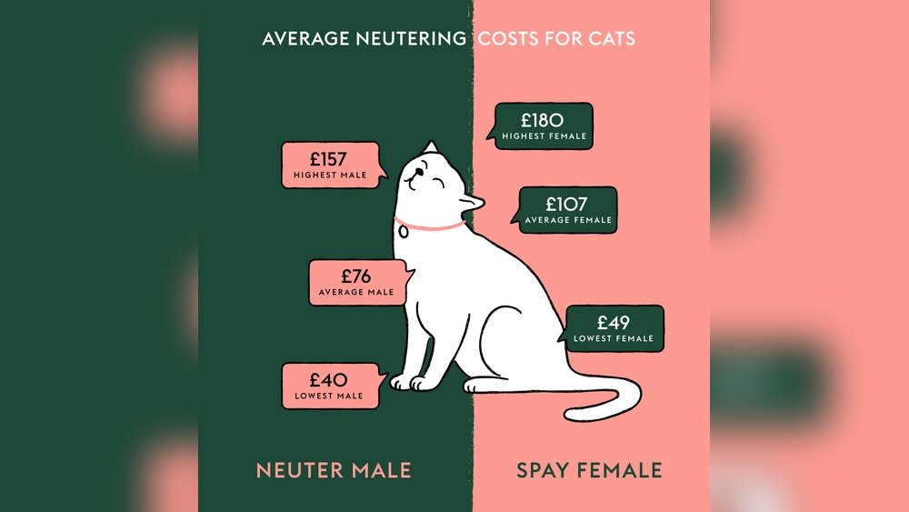 How Much is It to Nurture a Male Cat