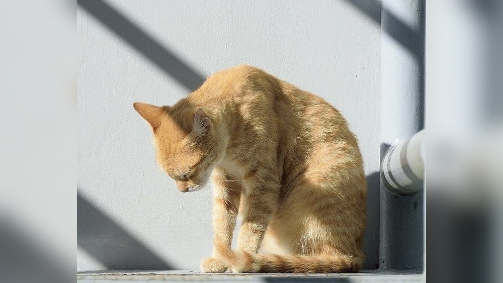 How Much is It to Surrender a Cat