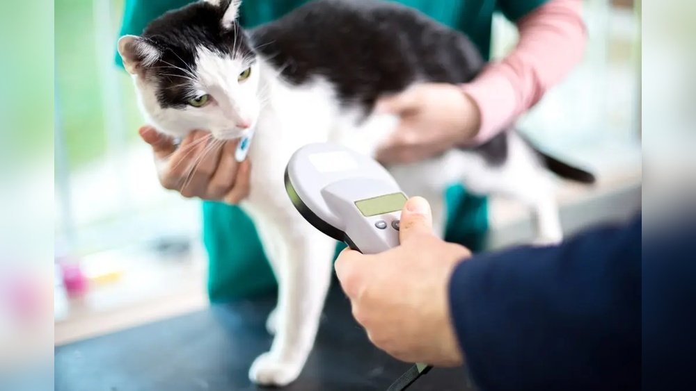 How Much is Microchipping a Cat