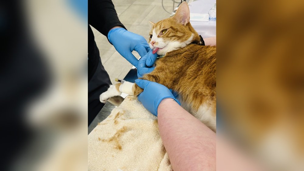 How Much is Surgery for a Cat