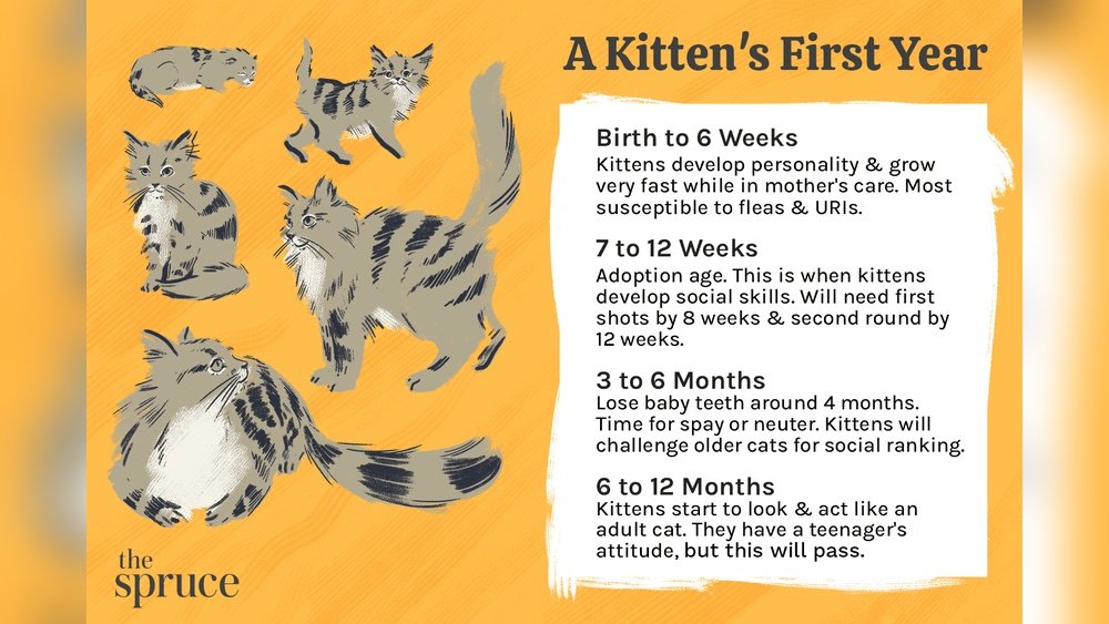 How Much Should a 6 Month Cat Weigh