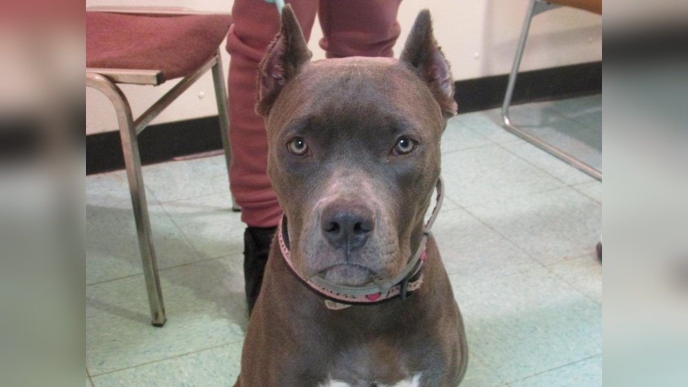 How Much to Clip Dog Ears