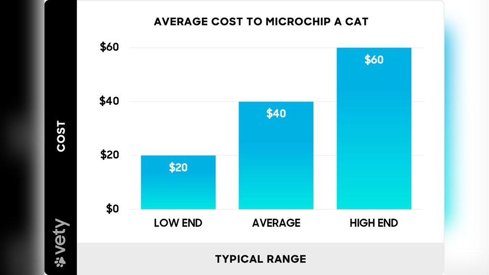 How Much to Get a Cat Microchipped