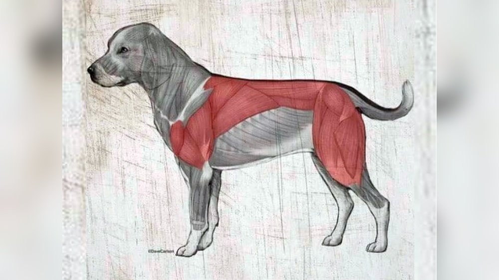 How Muscular Should a Puppy Be Dog