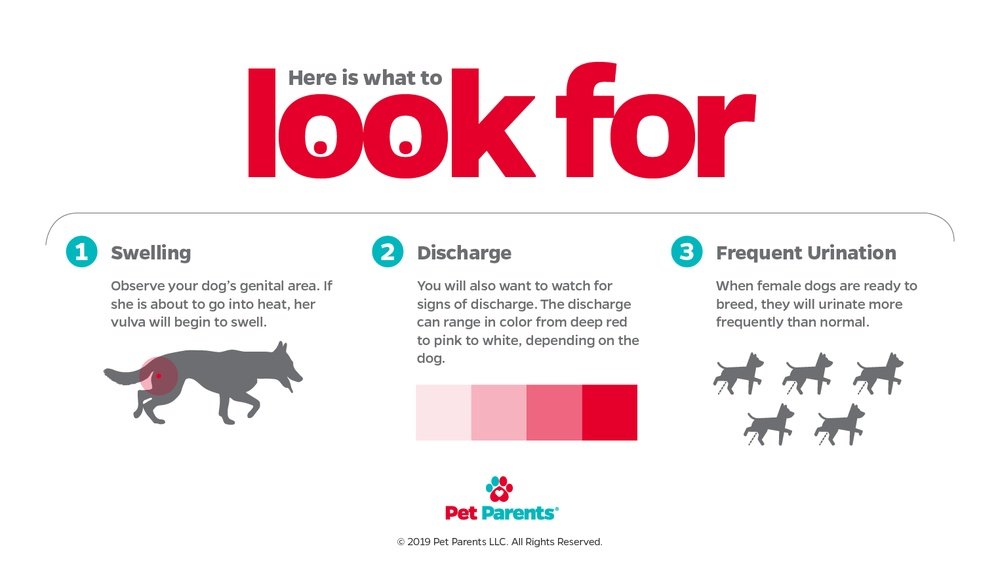 How Often Can You Breed a Dog