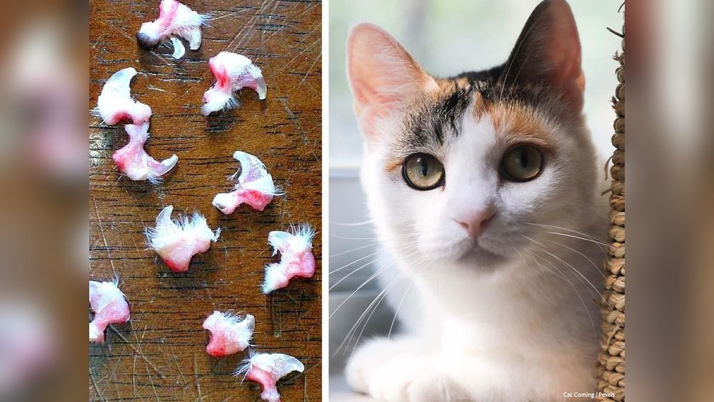 How Old Can a Cat Be to Get Declawed