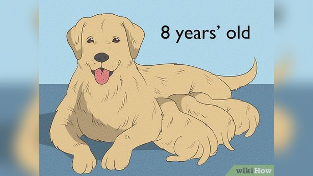 How Old is Too Old to Breed a Dog