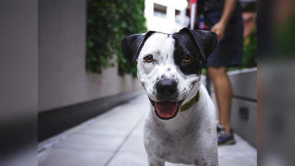 How Old Must a Dog Be to Breed