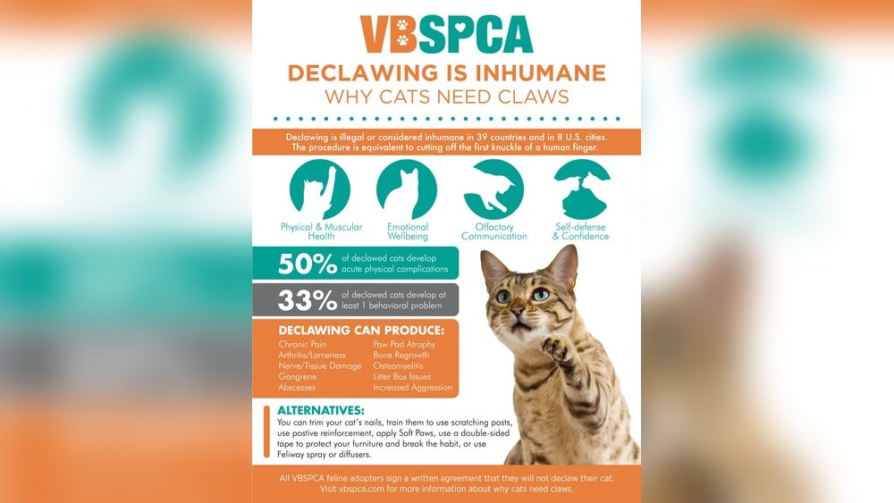 How Old Should a Cat Be to Get Declawed