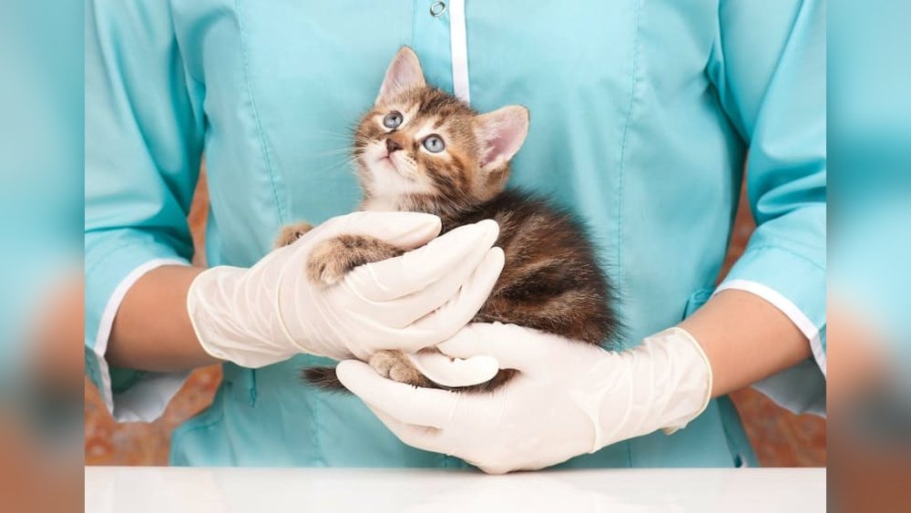 How Old Should a Cat Be to Get Fixed