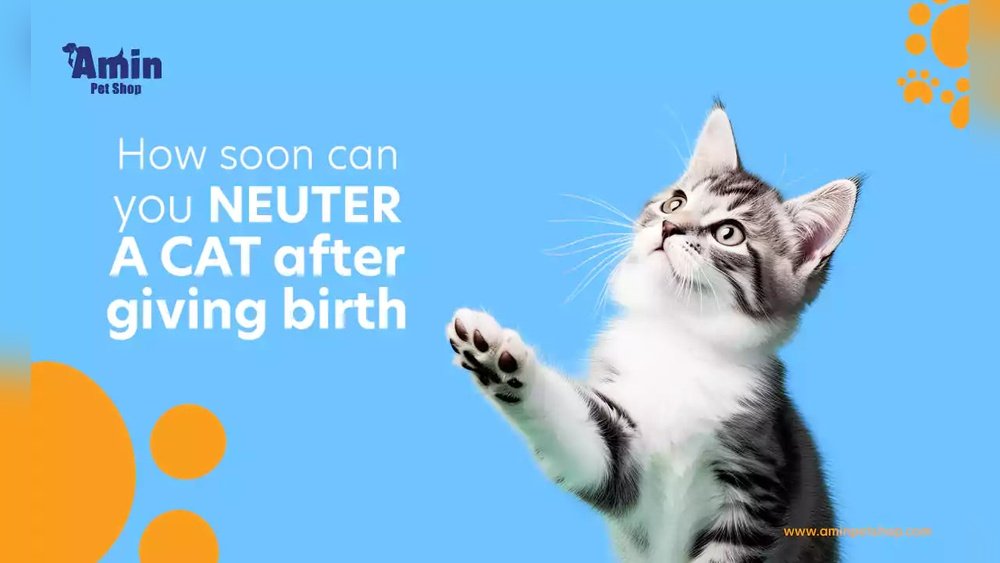 How Soon After Giving Birth Can a Cat Be Fixed