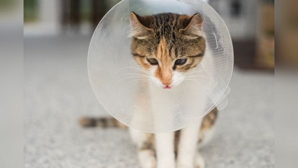 How Soon After Having Kittens Can a Cat Be Spayed