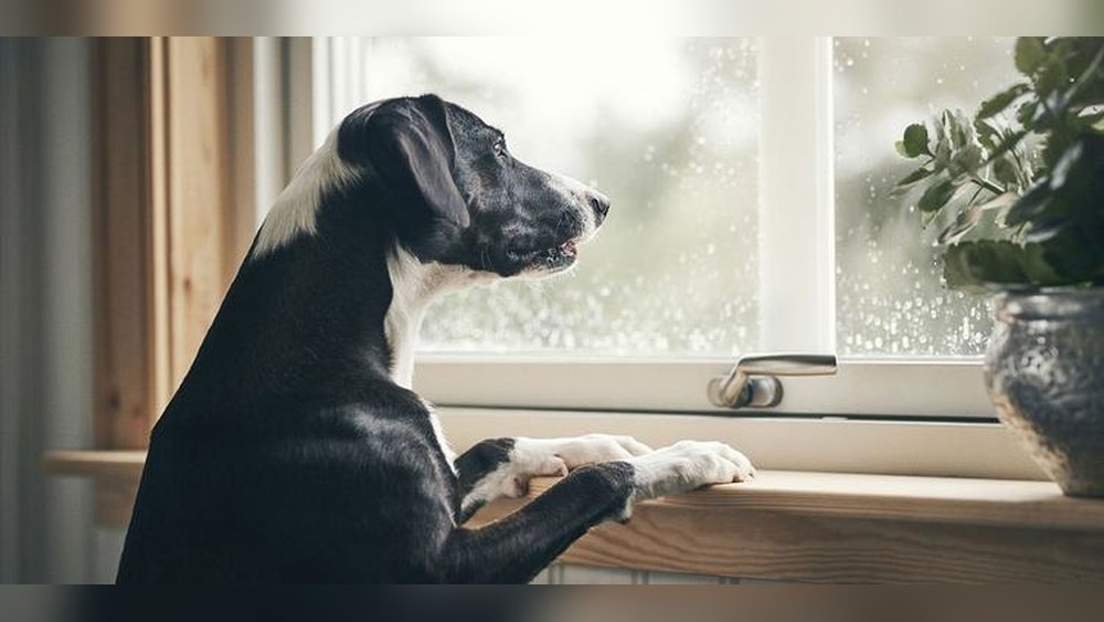 How Soon Can I Walk My Dog After Neutering