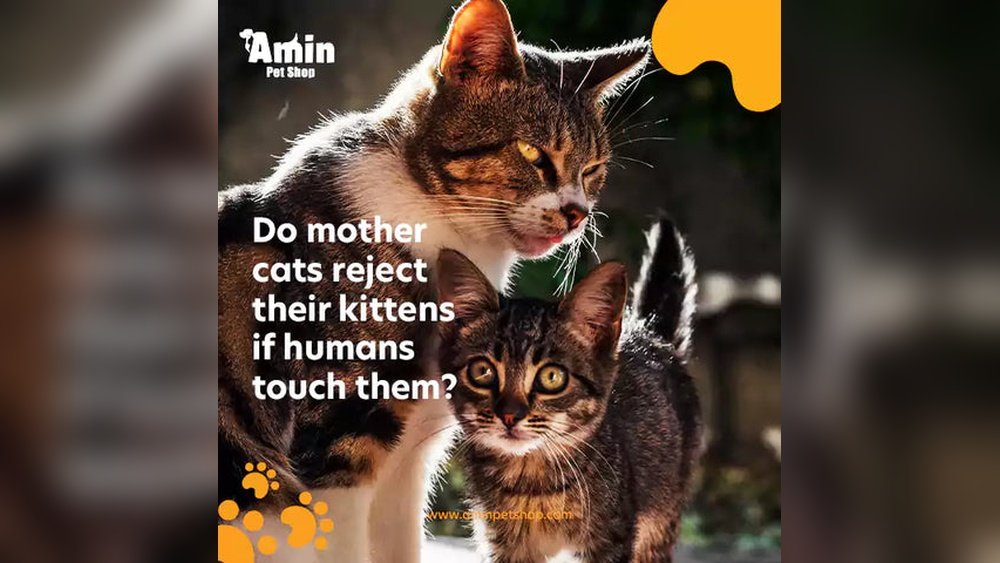 How Soon Can You Spay a Cat After Giving Birth